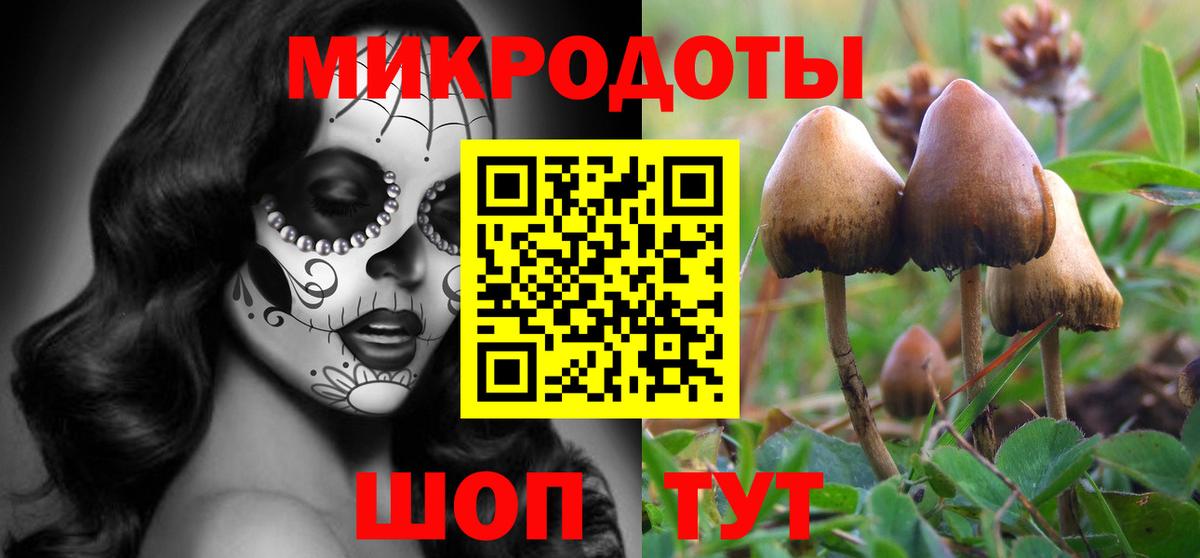 Галлюциногенные грибы Psilocybe Краснокаменск
